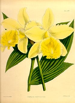 Sobralia xantholeuca, Plate 250 Orchid Album