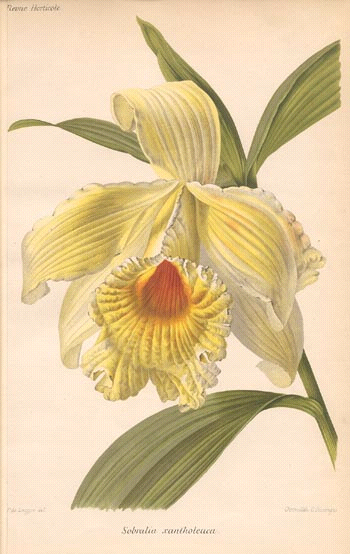 Sobralia xantholeuca lithograph