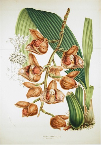 Acineta suberba chromolitho from Van Houtte 1854-55