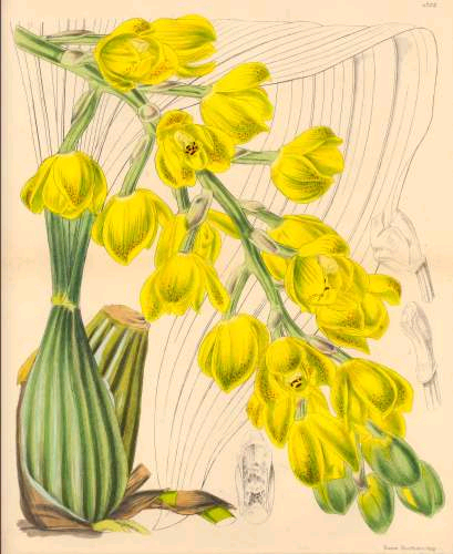 Acineta  chromolitho from Curtis's Bot. Magazine, 1846