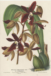 Houlletia odoratissima lithograph by L. Stroobant, 1870