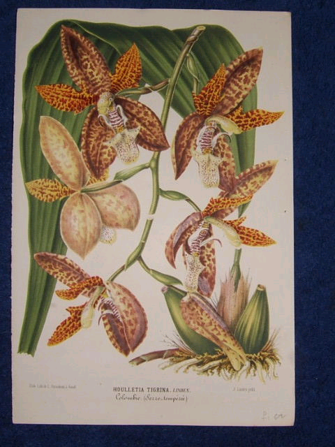 Houlletia tigrina litho from L'Illustration Horticole, 1860's