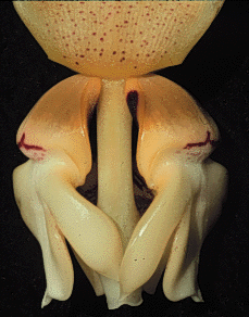 Stanhopea Quirky Queen photo by D. Pulley