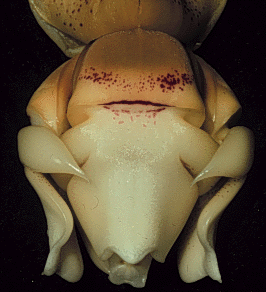 Stanhopea Quirky Queen photo by Doug Pulley