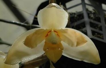 Stanhopea Zombie, photo by Nina Rach, Aug. 2007