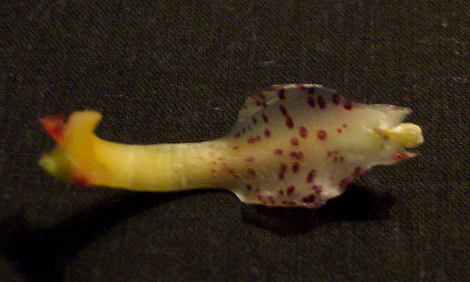 Photo by Pablo Bermudez