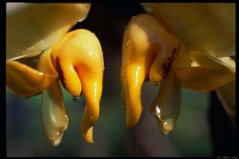 Stanhopea cirrhata by Philip Greenspun