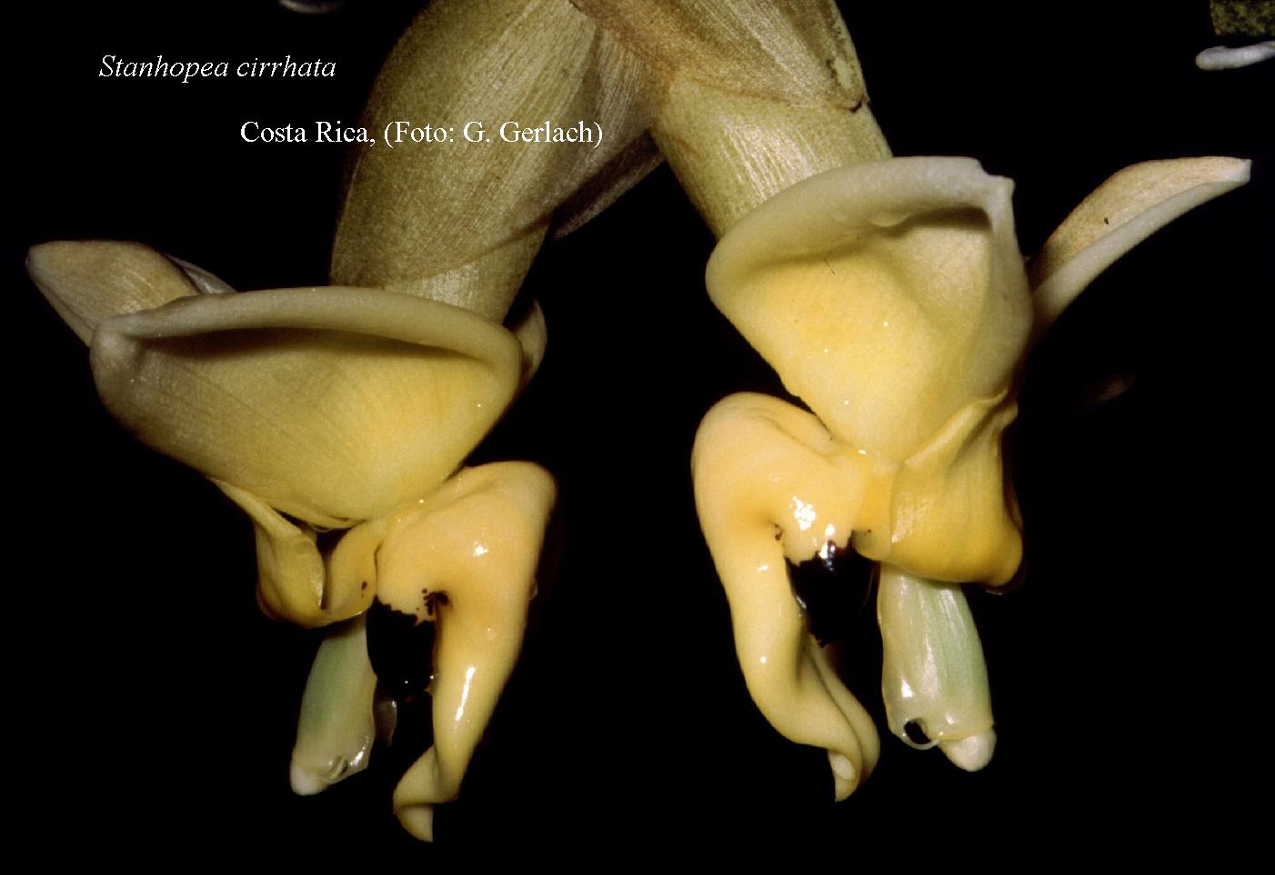 Stanhopea cirrhata by Dr. Guenter Gerlach