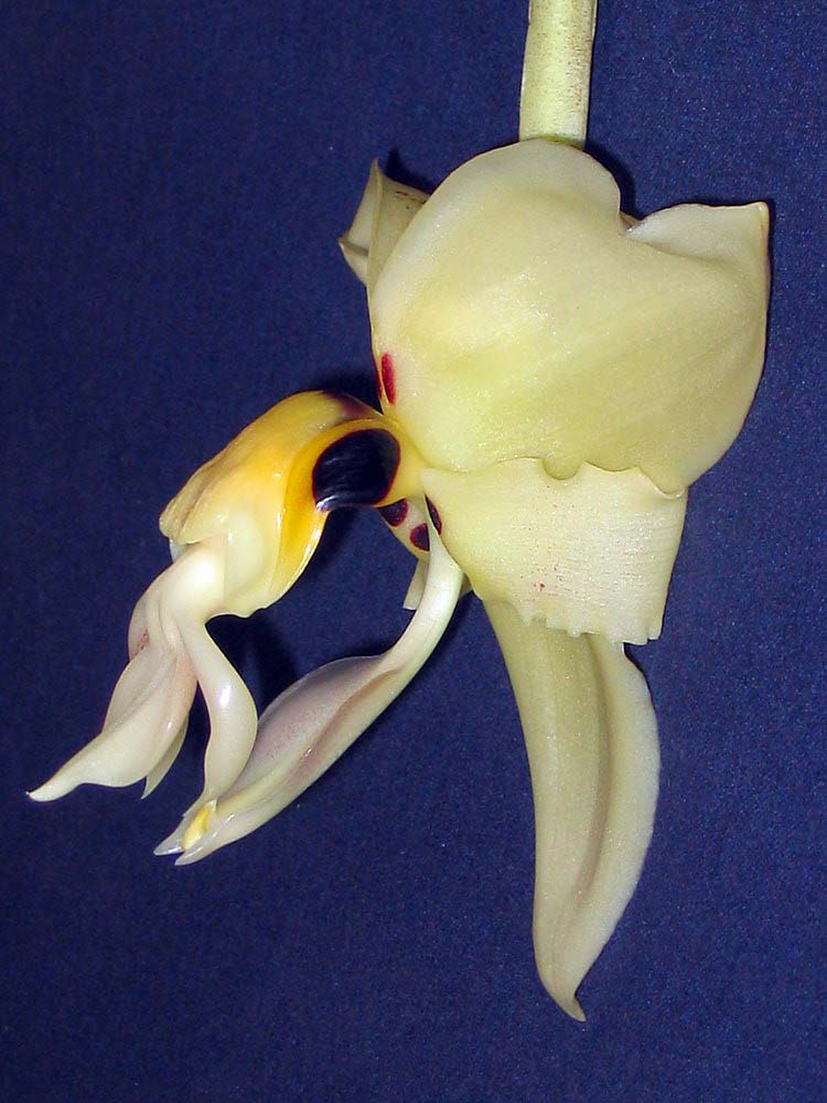 Stanhopea costaricensis by Daniel Jiminez