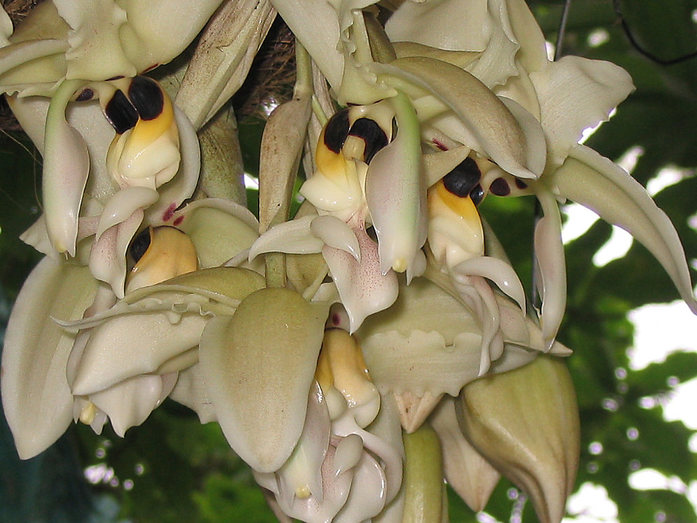 Stanhopea costaricensis by Daniel Jiminez