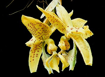 Stanhopea costaricensis by Troy Meyers