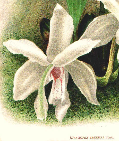 Closeup of one flower from the Linden lithograph.