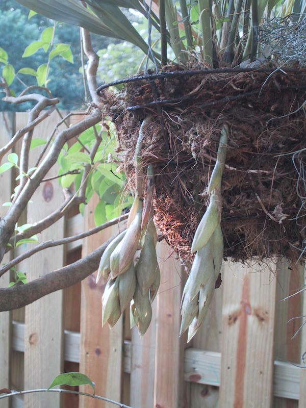 Stanhopea embreei buds, photo N. Rach