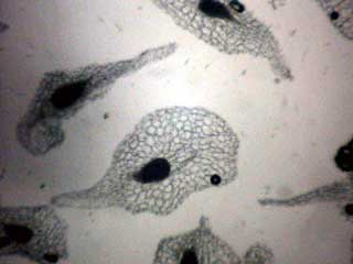 Photomicrograph of Stanhopea florida seed by Lacey Powell