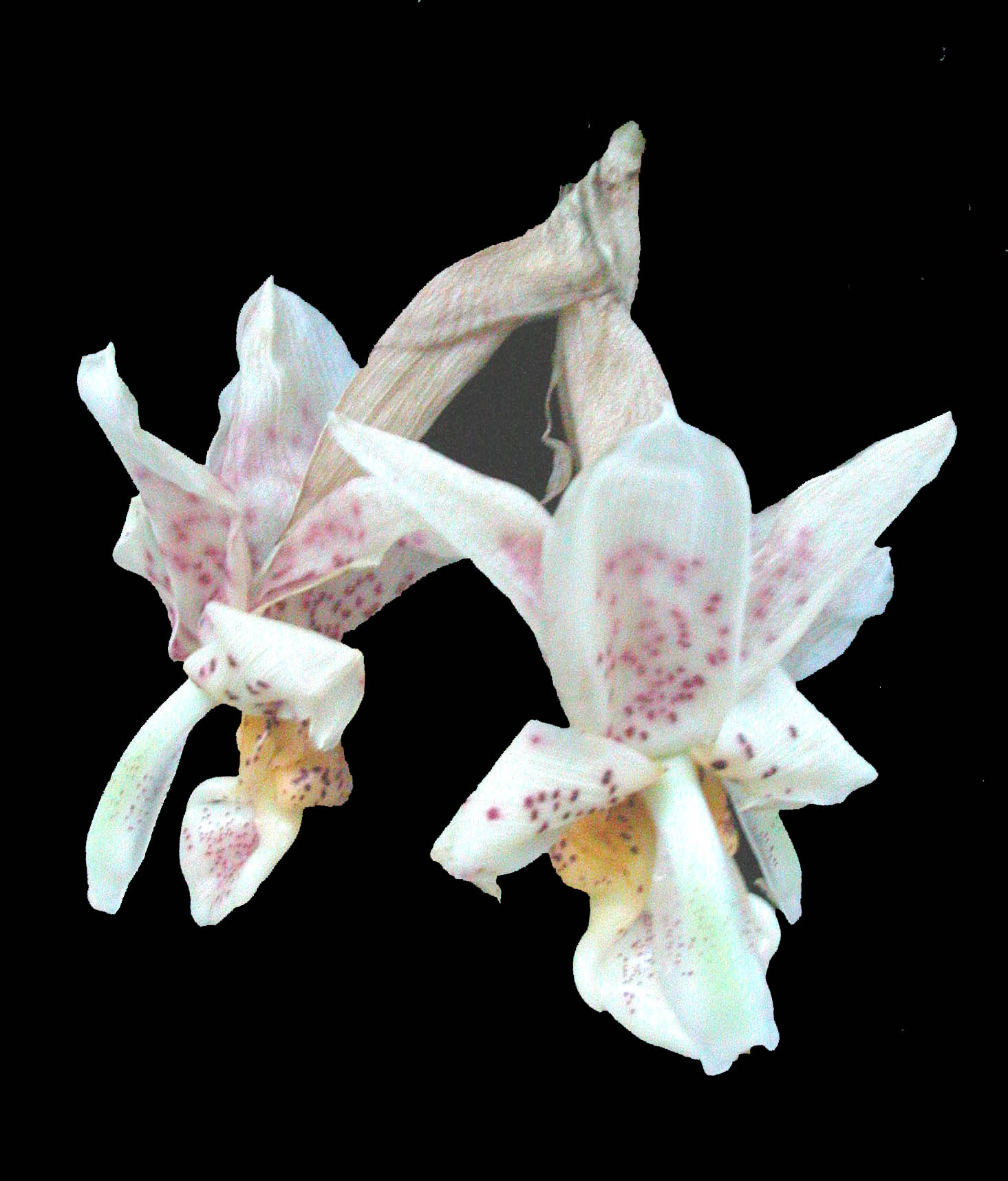 Photo by Dave Hunt, Oct. 2007