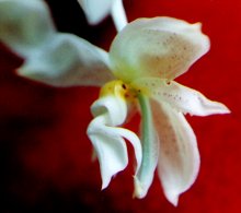 Stanhopea gibbosa by Rodolfo Baca