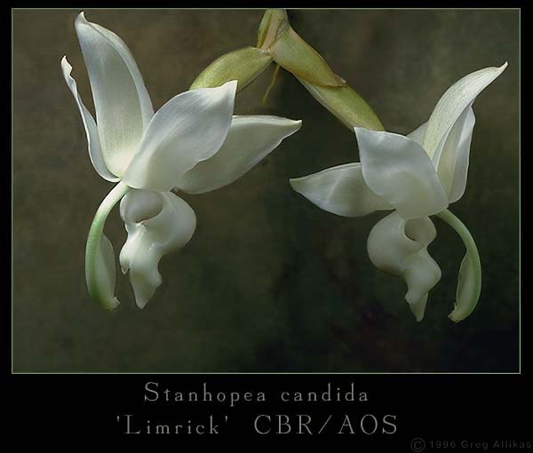 Stanhopea candida 'Limrick' CBR/AOS