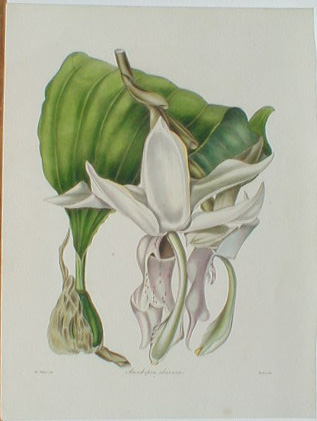 Stanhopea grandiflora from The Botanist