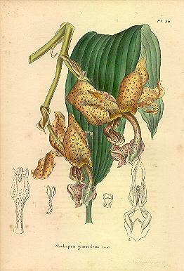 Stanhopea graveolens 1846