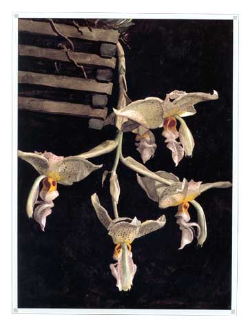 Stanhopea graveolens painting by Brun