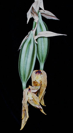 Stanhopea greerii pods; photo by Troy Meyers