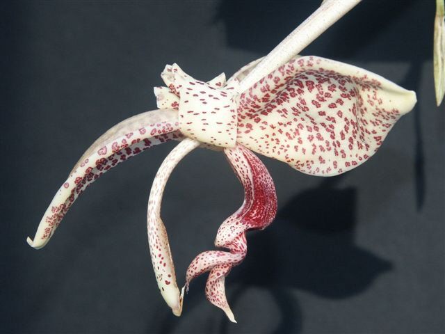 Photo by Dick Hartley, Foxdale Orchids
