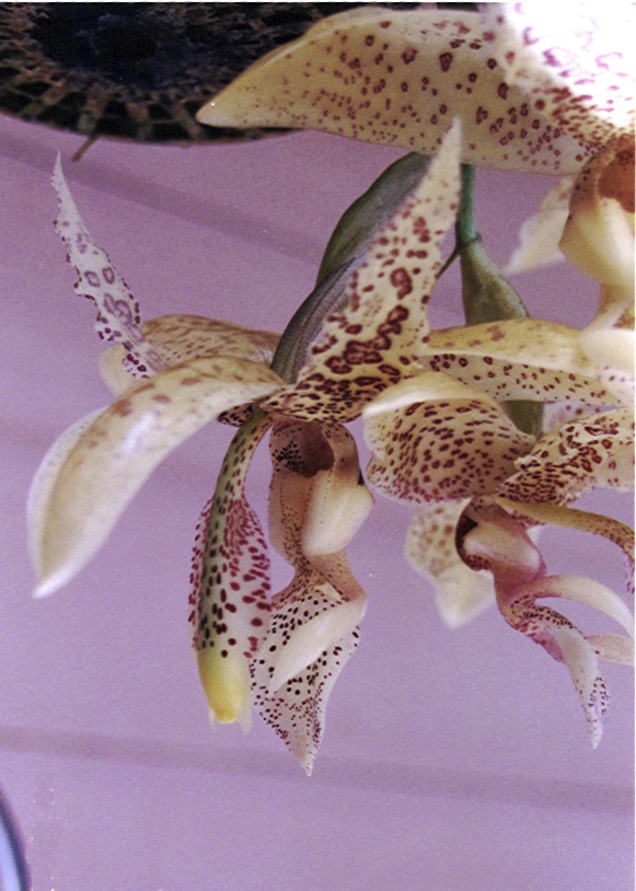 Photo by Catherine Gengler