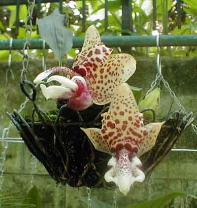 Photo by Pedro Glucksmann