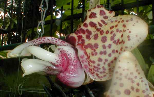 Photo by Pedro Glucksmann