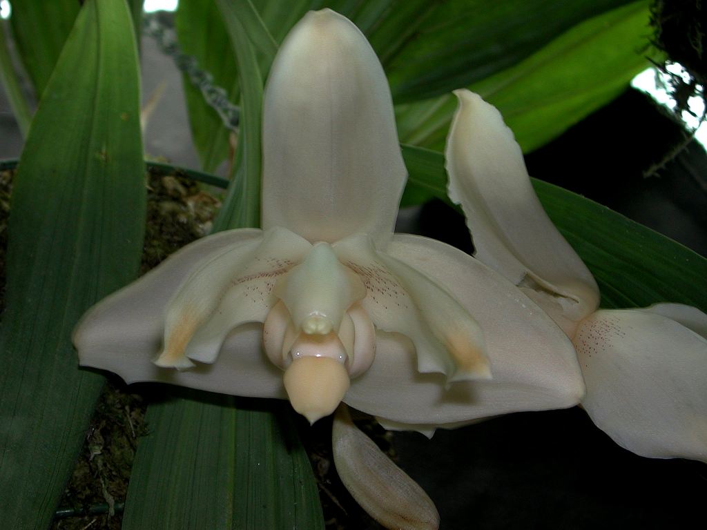 Photo by Dick Hartley, Foxdale Orchids, UK