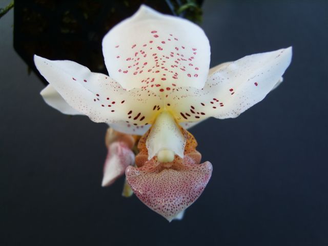 Stanhopea x horichiana, by Kelvin Bush