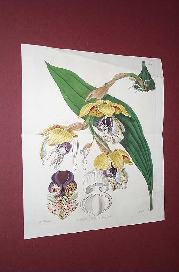 Stanhopea insignis from Edwards Botanical Register