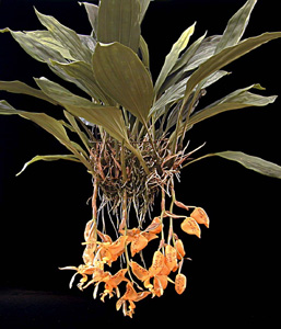 Stan. jenischiana by Mark Srull