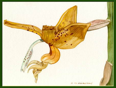 Stanhopea 
jenishiana by Linda Petchnick