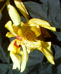 Photo by Greg Steenbeeke