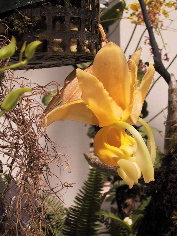 Stanhopea maduroi, photo by Nina Rach