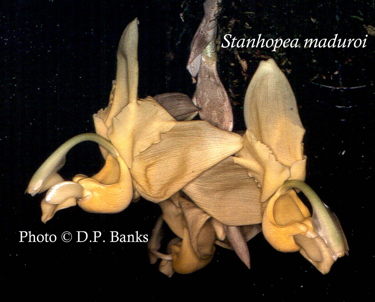 Stanhopea maduroi, photo by David Banks