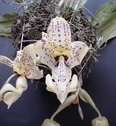 Photo by Isaias Rolando