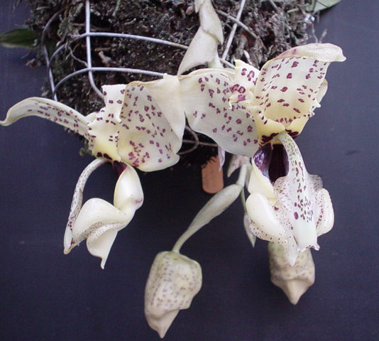 Photo by Isaias Rolando