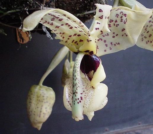 Photo by Isaias Rolando