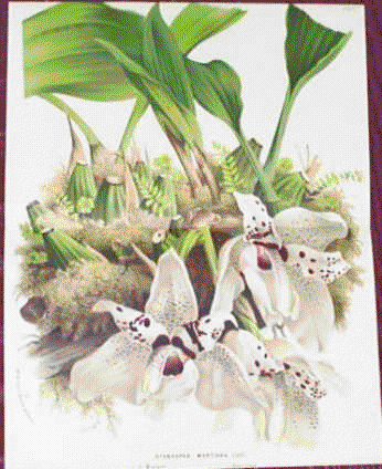 Illustration of Stanhopea martiana published by Van Houtte