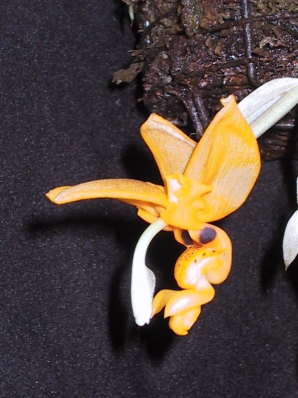 Stan. nigripes by Nina Rach