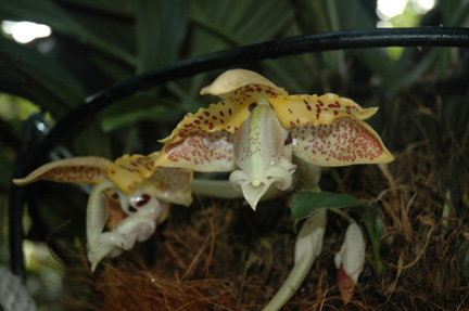 Stan. peruviana photo by Nina M. Rach