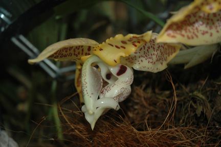 Stan. peruviana photo by Nina M. Rach