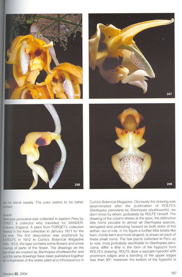 page from Jenny's 2004 monograph