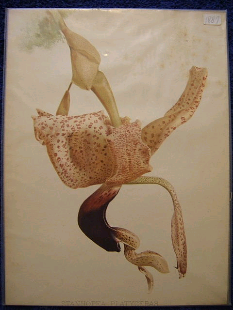 Stanhopea playceras, 1884 lithograph from The Illustrated Dictionary of Gardening