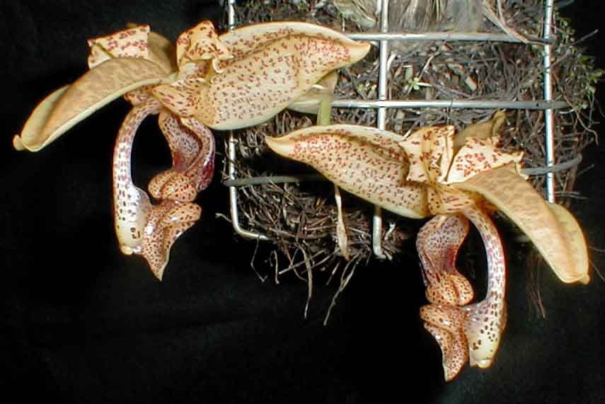 Stanhopea playceras by Pedro Glucksmann