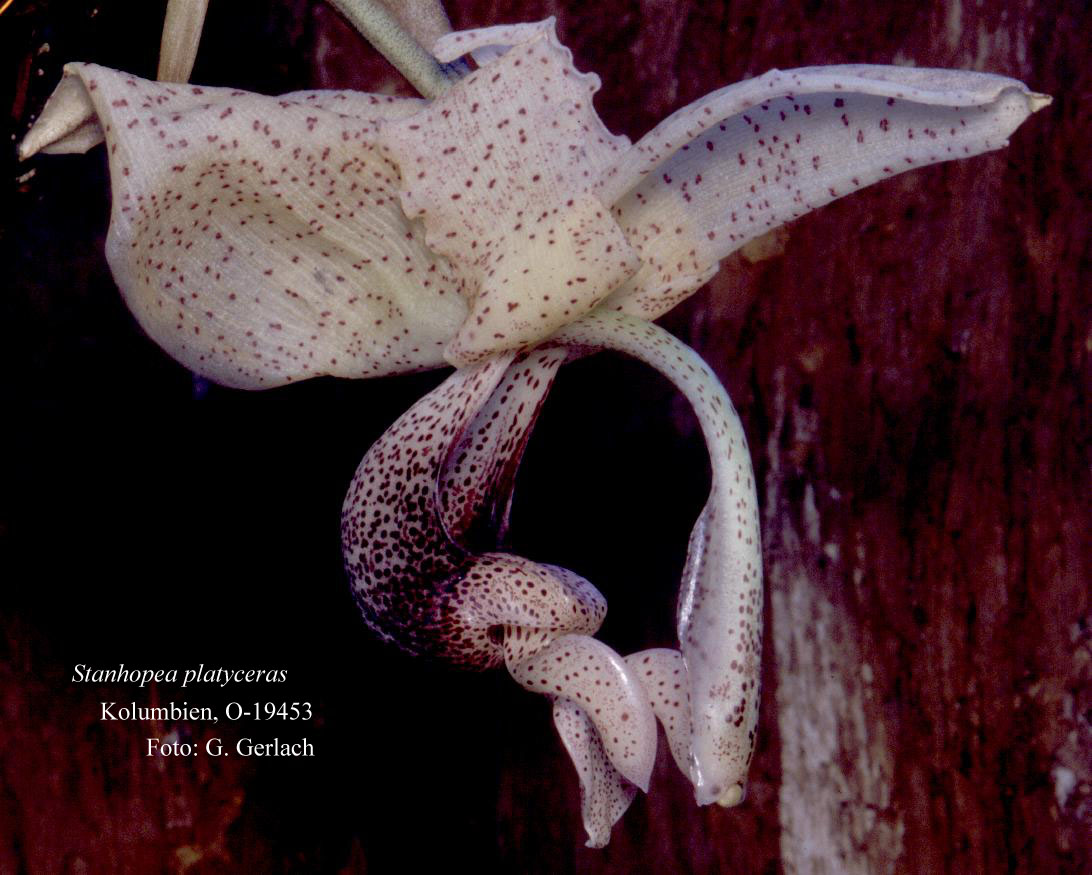 Stanhopea playceras, photo by G. Gerlach