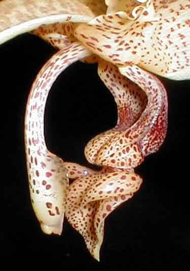 Stanhopea platyceras by Pedro Glucksmann