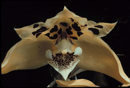 Stan. posadae 'Kennedy' photo by Doug Pulley